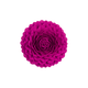 Broš Eternal Rose_Zea